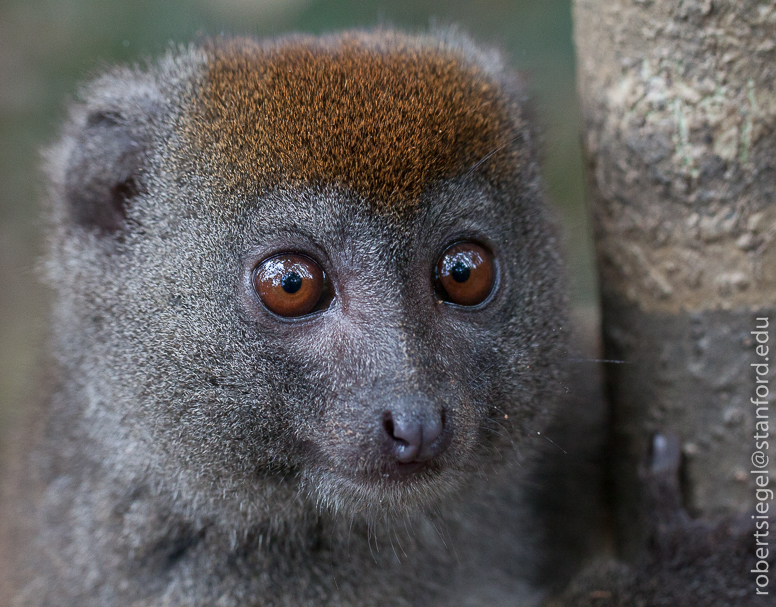 bamboo lemur